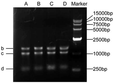 Agarose Gel Electrophoresis of RNA .
